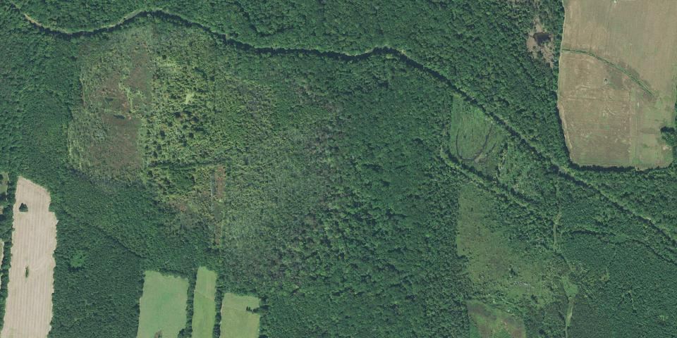 Real aerial photograph at Big Cypress Tree State Park